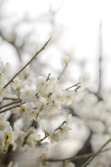 3月のふわっとした可愛い白い梅の花