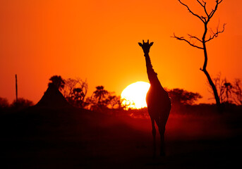 A silhouette of an Angolan giraffe, Giraffa camelopardalis angolensis, against setting sun on a hot, dusty african evening.  Red, orange and black colors, dry season in Hwange National Park, Zimbabwe.