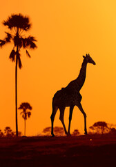 Fototapeta na wymiar A dry season in Hwange National Park, Zimbabwe: A silhouette of an Angolan giraffe, Giraffa camelopardalis angolensis. Orange and black colors. 