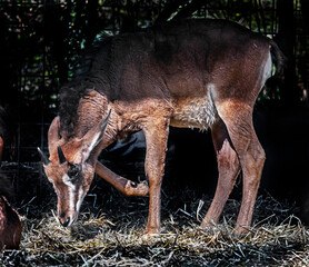 Sable antelope kid in its enclosure. Latin name - Hippotragus niger