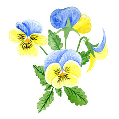  Isolated object-84. Pansy flowers, blue and yellow colours, isolated on white background. Hand drawn watercolour illustration.