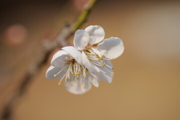 flower, 난초, 백, 네이처, 식물, 봄, 블로섬, 미, 개화, 식물, 고립시키는,...