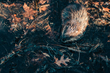A muskrat sits in mud as it forages for food.