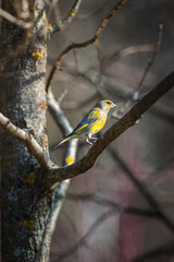 European greenfinch on a branch