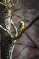 European greenfinch on a branch