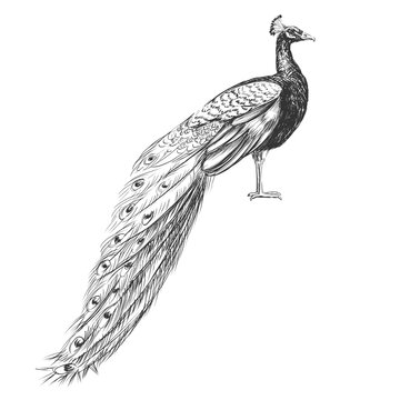 recommend clip art: Peacock vintage vector sketch illustration.