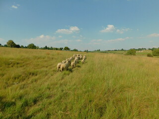 A herd of Hampshire Down Ewe sheep walking in a lush bright green grassland countryside landscape...