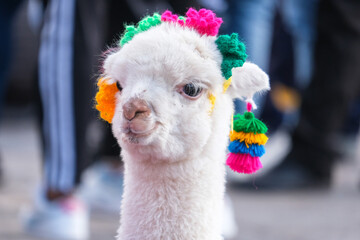 Close up white baby alpaca head with colorful knitting. Selective focus. 