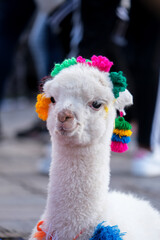 Close up white baby alpaca head with colorful knitting. Selective focus. 