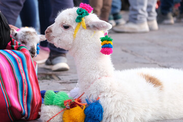 Close up white baby alpaca head with colorful knitting. Selective focus. 