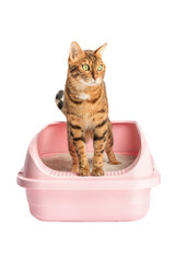 Cat in the toilet on a white background