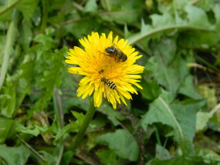 Working bee collecting pollen from a dandelion. High quality photo