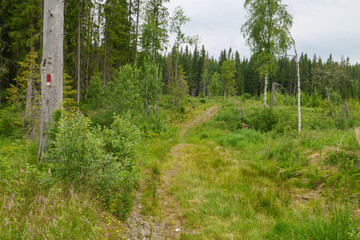 Fototapeta na wymiar Der Pilgerweg in Norwegen, St. Olavsweg im Frühling. Schöne naturbelassene Wege durch Wälder und blühenden Wiesen. Hier kurz vor Lillehammer. Am Baum hängt ein typischer Wegweiser