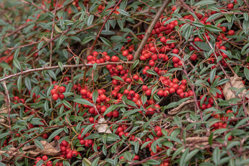 Red fruits on an ornamental bush with small leaves.