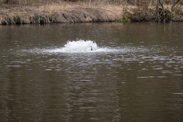Aeration of lake water with part of the shore.
