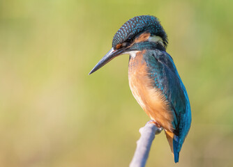 Common kingfisher, Alcedo atthis. The female sits on a branch against a beautiful background