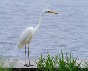 Great egret, Ardea alba. A bird stands on a bridge by the river, looking into the water