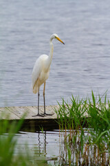 Great egret, Ardea alba. A bird stands on a bridge by the river, looking into the water