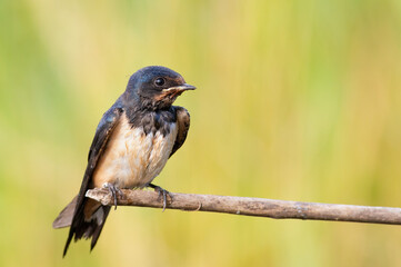 Barn swallow, Hirundo rustica. A young bird sits on a branch waiting for its parents with food