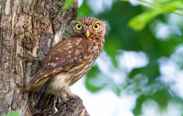 Little owl, Athene noctua. A bird sits in a tree and looks into the camera lens