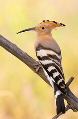 Eurasian hoopoe, Upupa epops. A bird sits on a branch