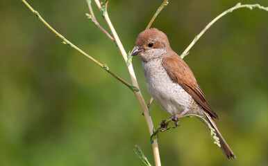 Red-backed shrike, Lanius collurio. A young bird sitting on a branch of a plant