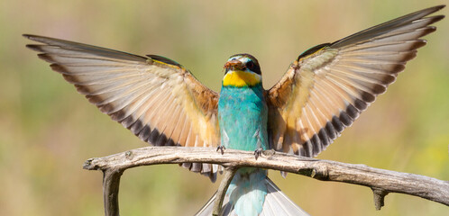 European bee-eater, merops apiaster. A bird with its prey perches on a branch