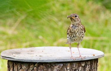 Song thrush, Turdus philomelos. A bird stands on a stump in the garden, holding its prey in its beak