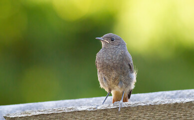 Black redstart, Phoenicurus ochruros. A chick sits on the edge of a slate sheet