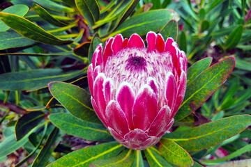 Close-up on blooming Protea flower in the garden in spring. Protea flower.