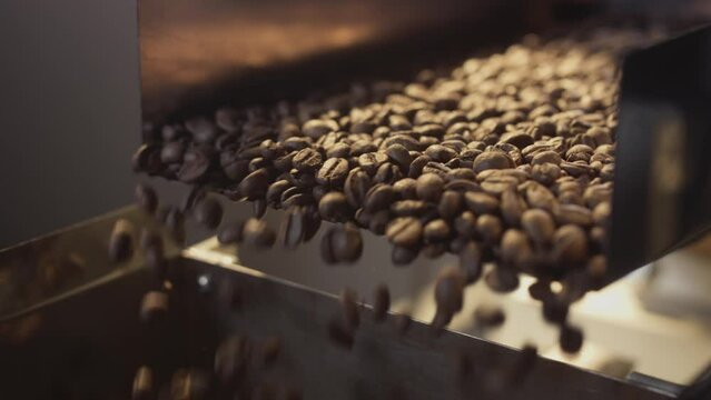 Arabica coffee beans are being promoted on an industrial conveyor, shaker. Close-up shot of production and roasting. Brown grains fall down to be packed into packs. Flavored coffee industry