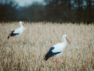 Zwei Weißstörche schreiten im Spätwinter auf Futtersuche über ein Feld 