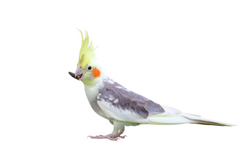 Beautiful Cockatiel isolated on transparent background png file