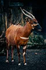 Porträt einer weiblichen Bongo (Tragelaphus eurycerus) in einem Freigehege