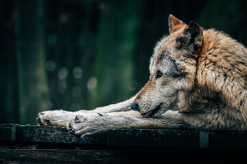 Eurasischer Wolf liegt auf einer Plattform und leckt sich den Vorderlauf