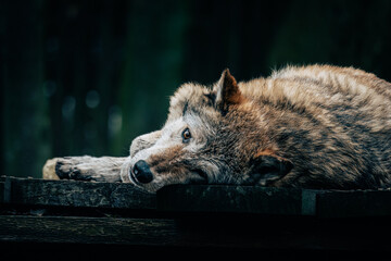 Eurasischer Wolf liegt auf einer Plattform und schaut entspannt in die Kamera