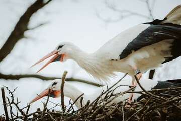 Ein Storchenpaar (Weißstorch) beim Klappern auf seinem Nest zu Beginn der Brutsaison 