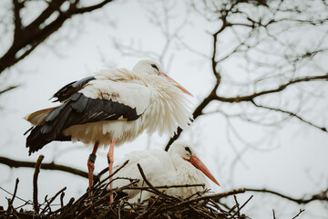 Ein Storchenpaar (Weißstorch) auf seinem Nest zu Beginn der Brutsaison 