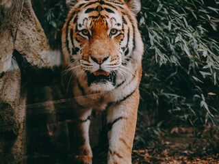Portrait eines laufenden Sibirischen Tigers (Panthera tigris altaica) hinter der Glasscheibe eines Freigeheges