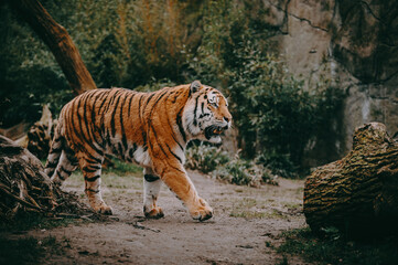 Fototapeta na wymiar Portrait eines durch laufenden Sibirischen Tigers (Panthera tigris altaica) im moody forrest look