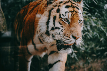 Portrait eines laufenden Sibirischen Tigers (Panthera tigris altaica) hinter der Glasscheibe eines Freigeheges