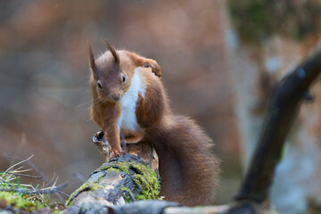 Red Squirrel (Sciurus vulgaris) in woodland during winter in the highlands of Scotland, United Kingdom.