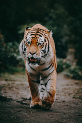 Portrait eines laufenden Sibirischen Tigers (Panthera tigris altaica) im moody forrest look
