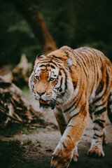 Portrait eines laufenden Sibirischen Tigers (Panthera tigris altaica) im moody forrest look