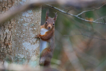 Red Squirrel (Sciurus vulgaris) in woodland during winter in the highlands of Scotland, United Kingdom.
