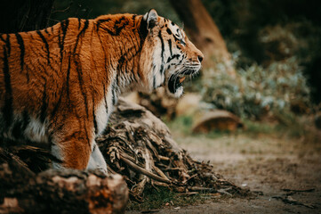 Fototapeta na wymiar Profilbild eines Sibirischen Tigers (Panthera tigris altaica) im moody forrest look
