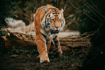Portrait eines laufenden Sibirischen Tigers (Panthera tigris altaica) im moody forrest look