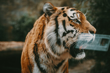 Close Up - Kopf eines männlichen Sibirischen Tigers (Panthera tigris altaica) hinter der Glasscheibe in einem Gehege