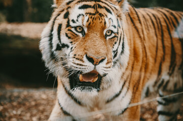 Fototapeta na wymiar Close Up - Kopf eines männlichen Sibirischen Tigers (Panthera tigris altaica) in einem Gehege