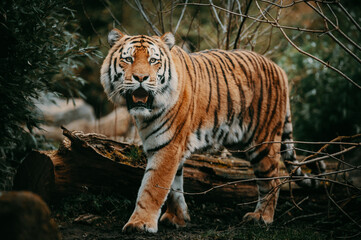 Portrait eines Sibirischen Tigers (Panthera tigris altaica) im moody forrest look